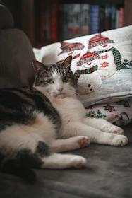 A cozy scene of a cat lounging beside a calendar marked with pet events and fun dates.