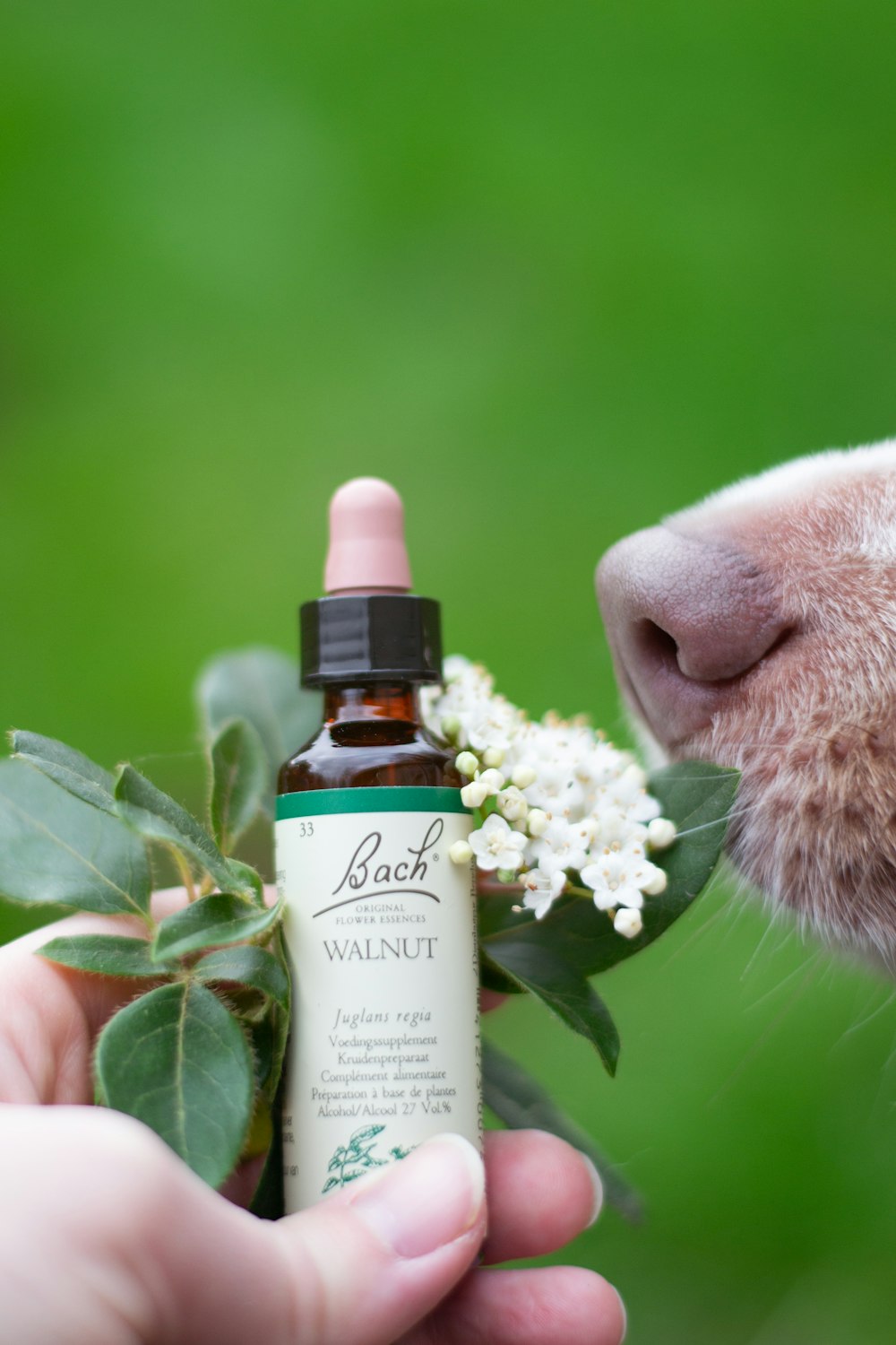 a dog smelling a bottle of bach's walnut essential oil