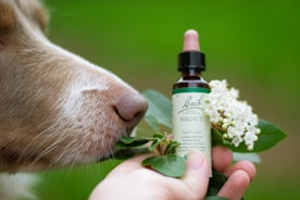 a dog smelling a bottle of essential oils