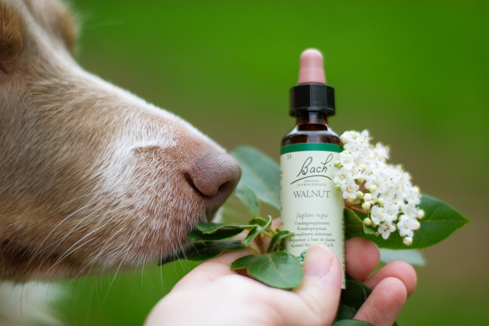 a dog smelling a bottle of essential oils