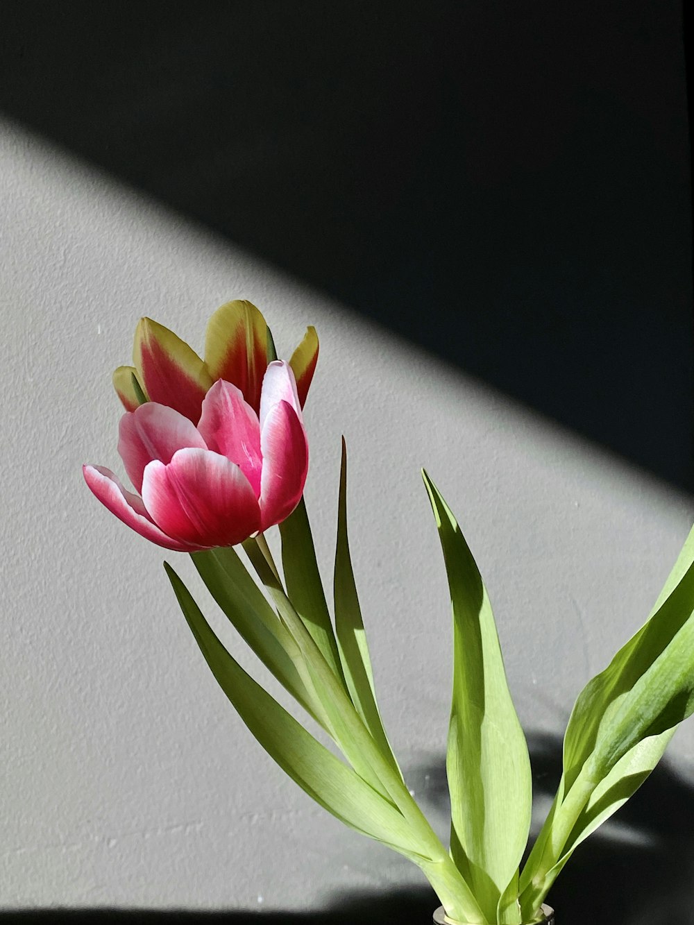 a pink and yellow tulip sitting on top of a table