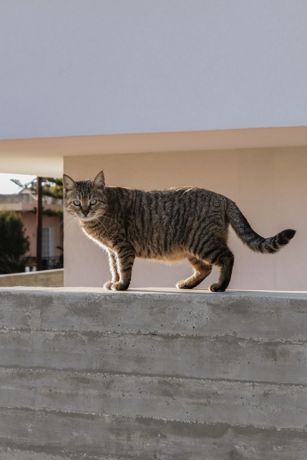 a cat walking on top of a cement wall