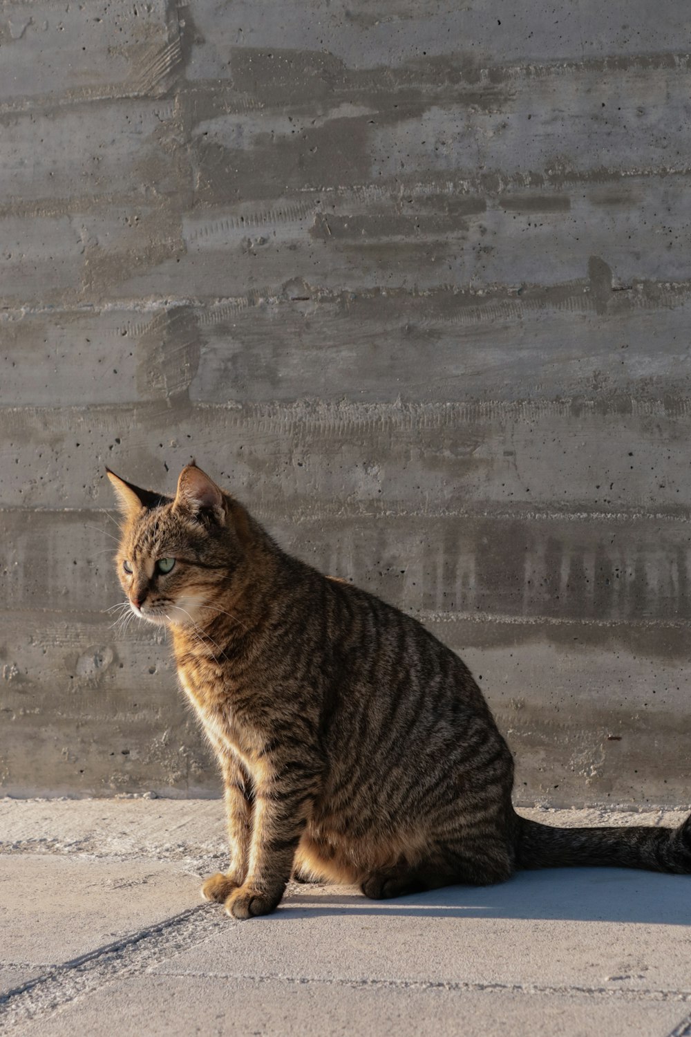 a cat sitting on the ground in front of a wall