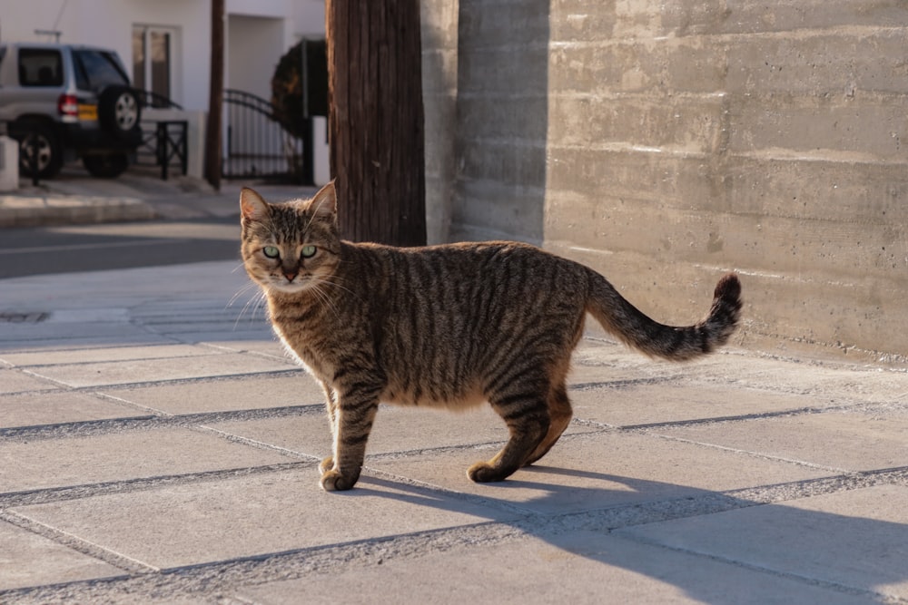 a cat walking across a sidewalk next to a building