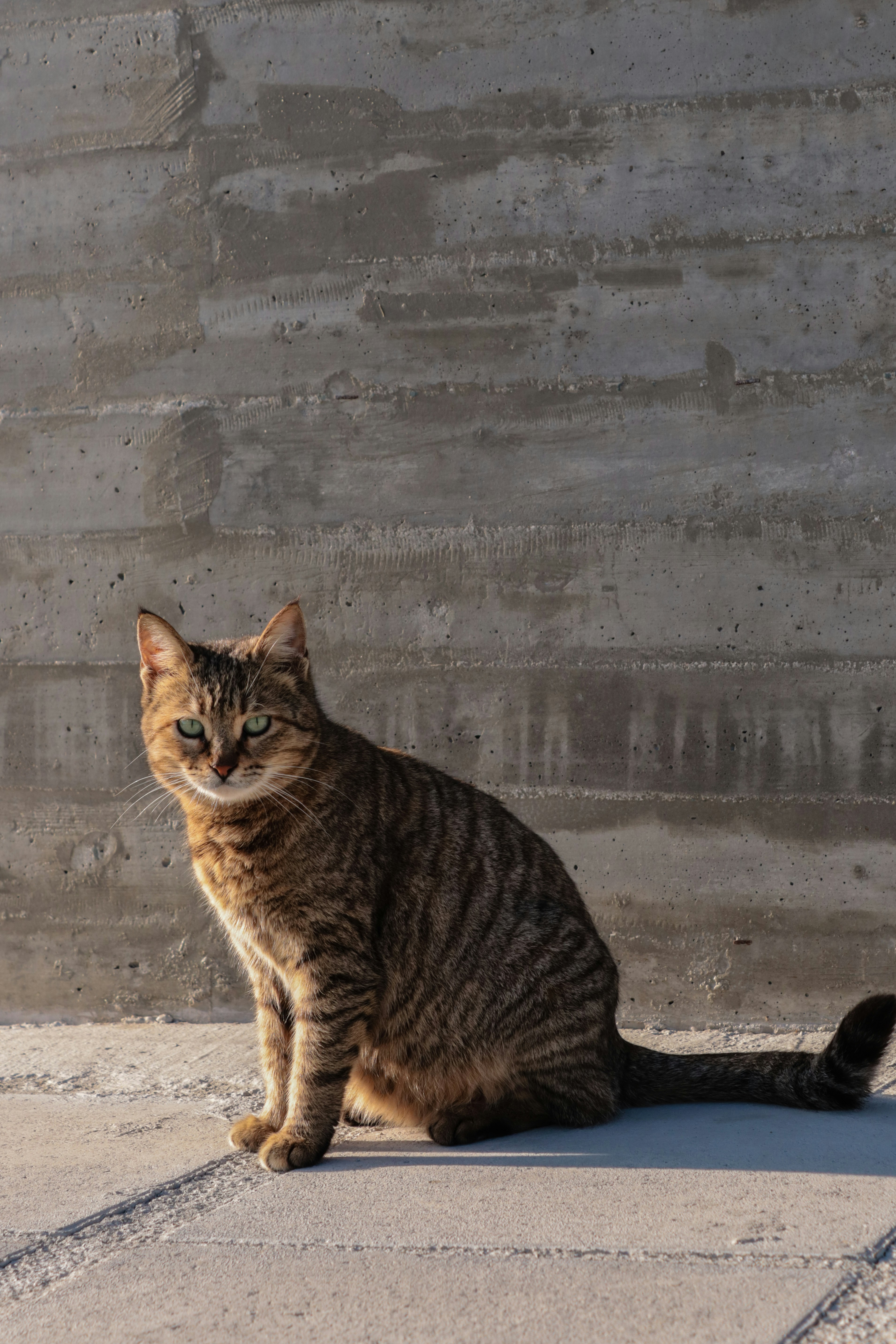 a cat sitting on the ground in front of a wall