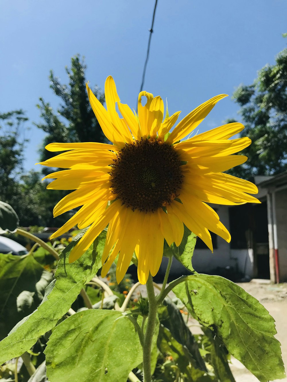 a large sunflower in a field with a house in the background