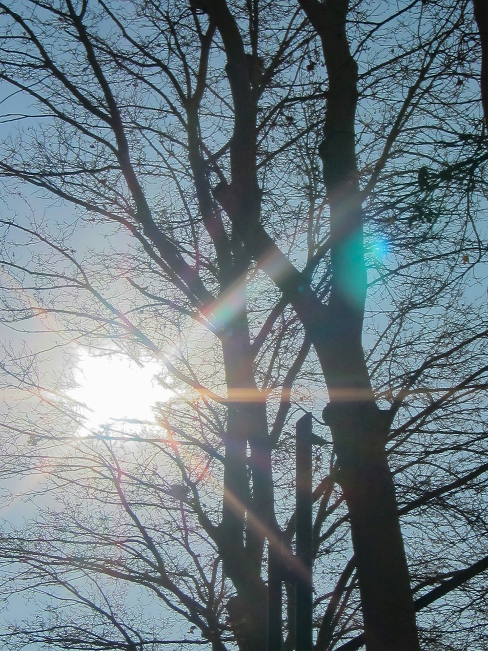 the sun shining through the branches of a tree