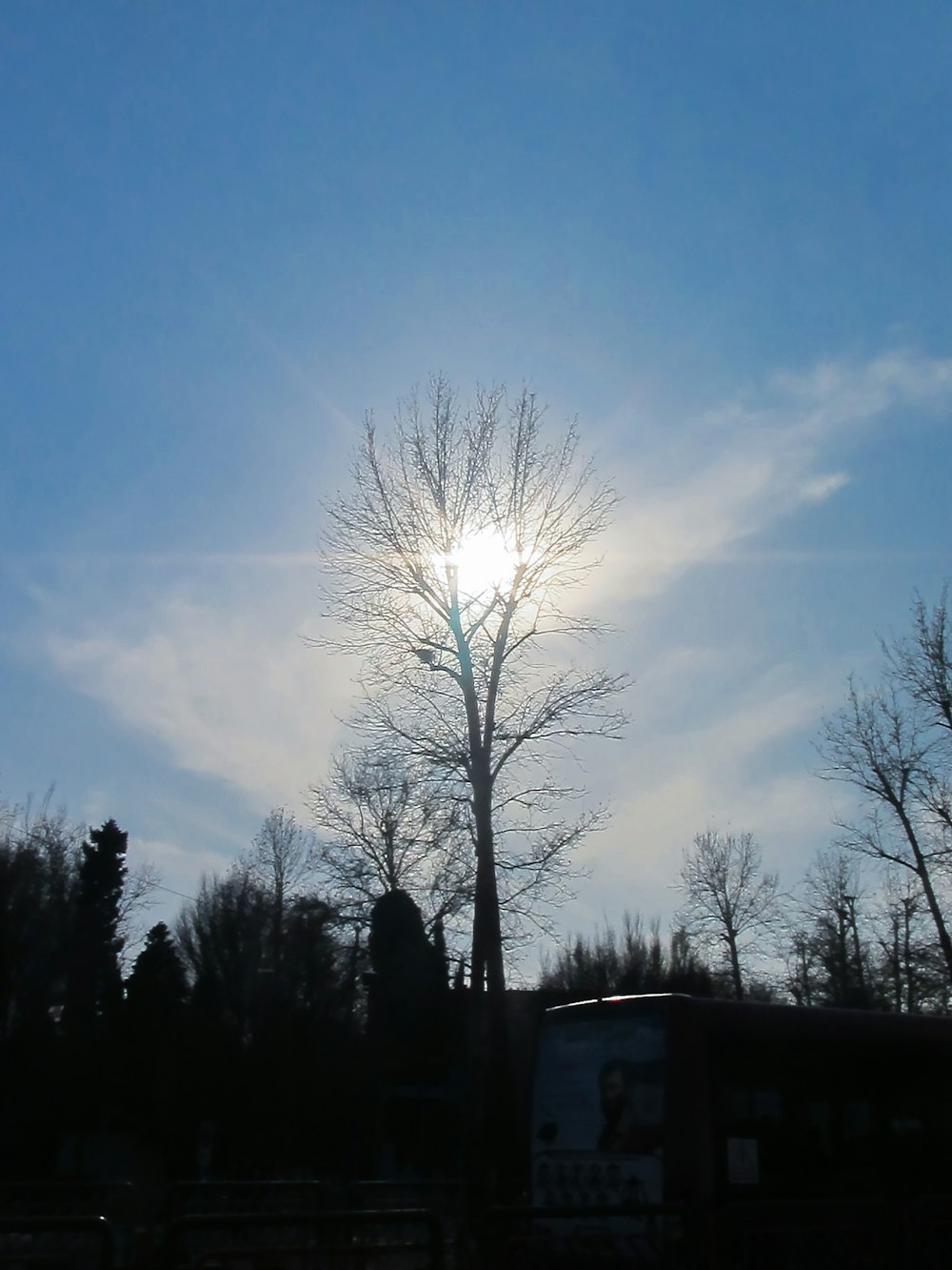 the sun shines brightly behind a bare tree
