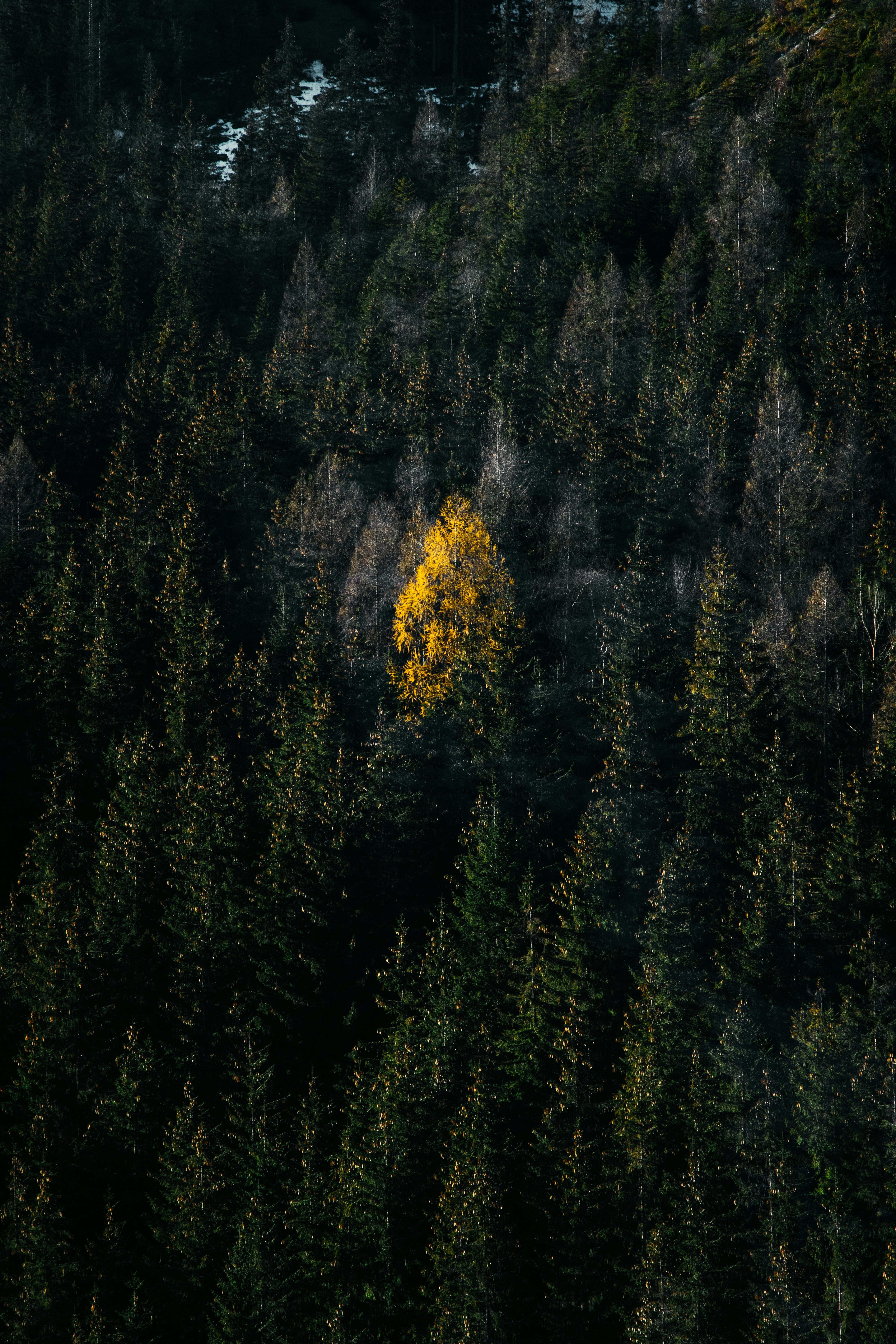 Forest Health and Fire: A Natural Relationship