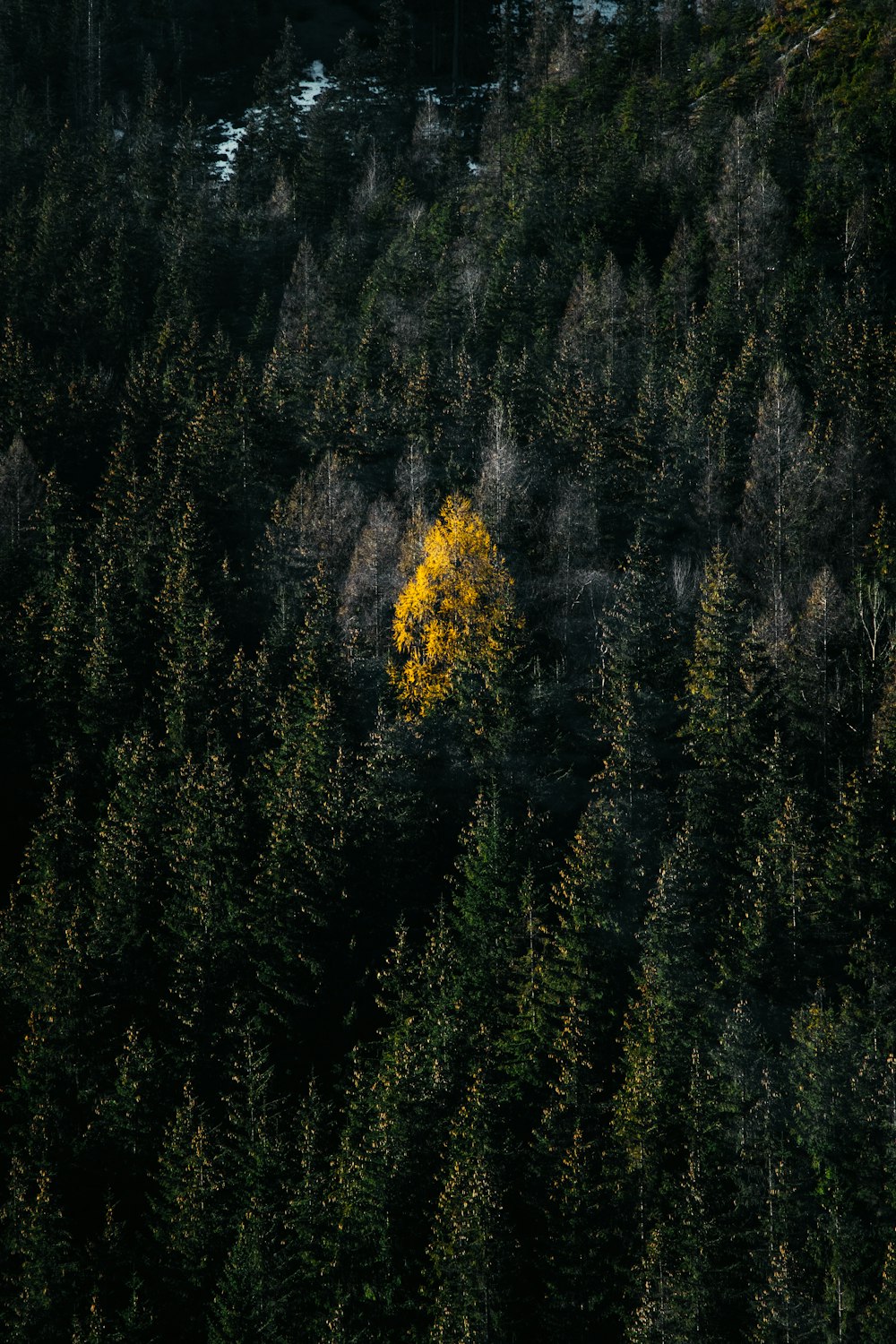 a yellow tree in the middle of a forest