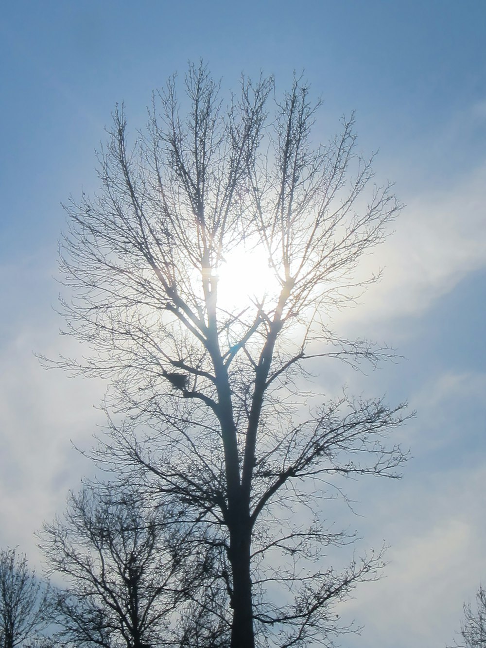 the sun shines through the branches of a bare tree