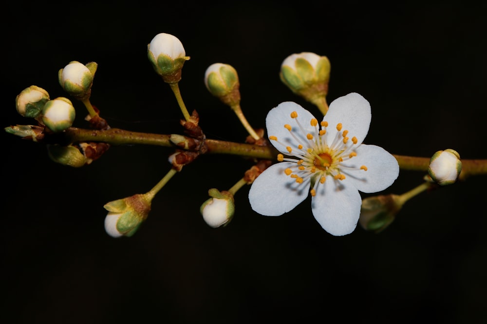 a close up of a flower on a branch