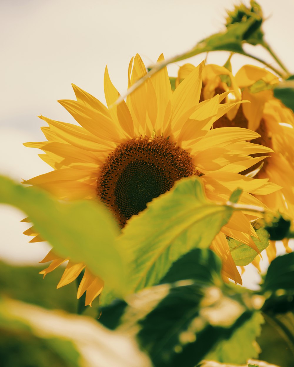 a close up of a sunflower with a sky background