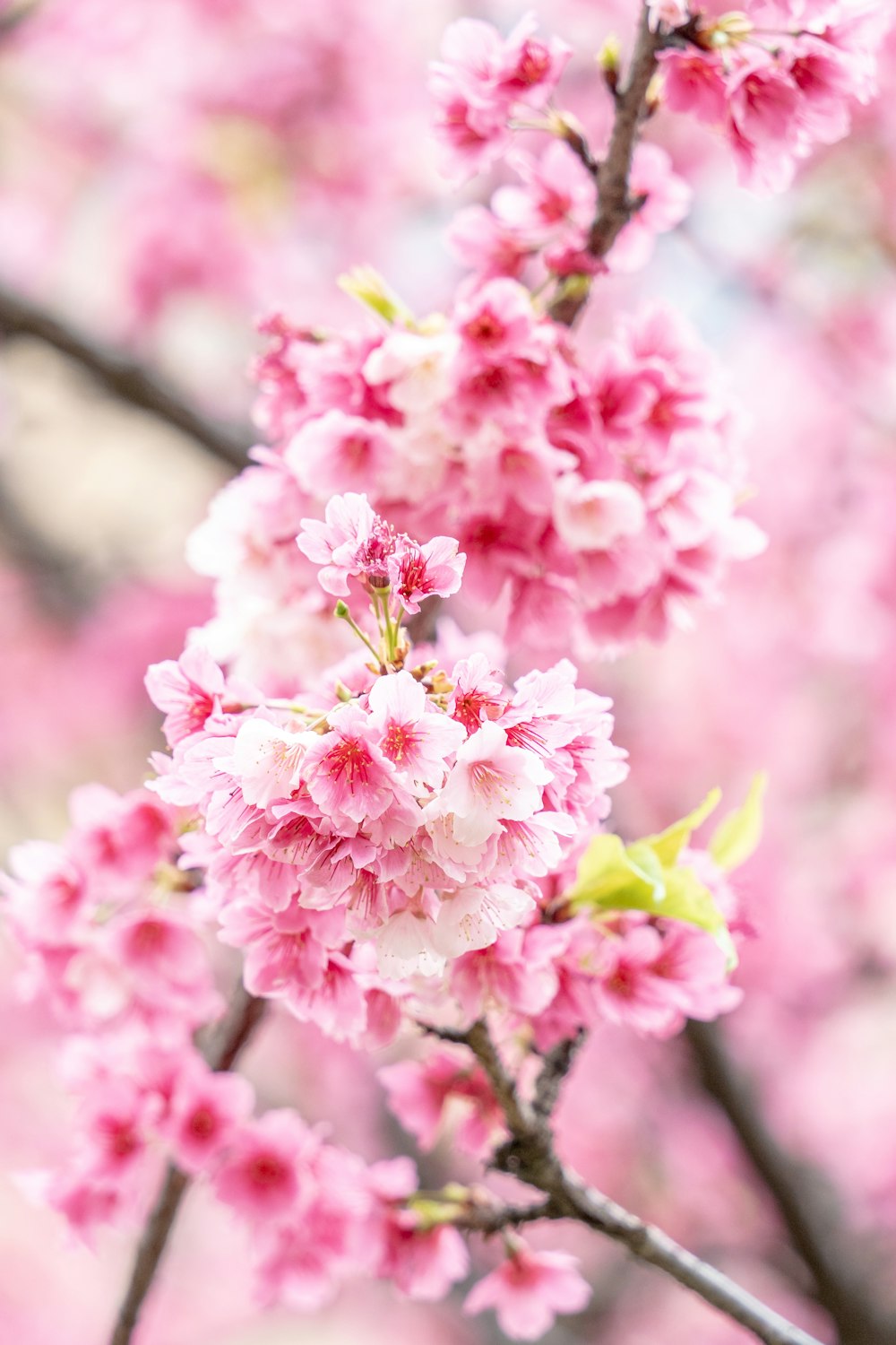 a close up of pink flowers on a tree