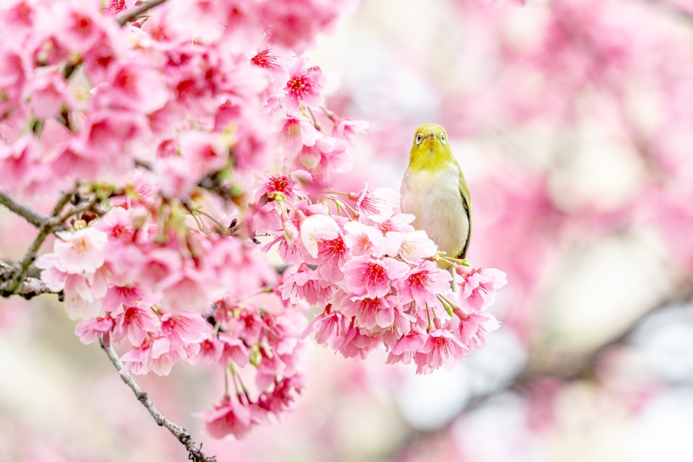 a bird is sitting on a branch of a cherry blossom tree
