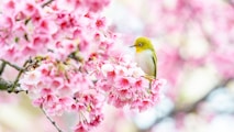 spring flowers and bird