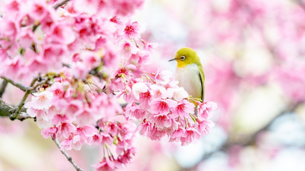 a bird sitting on a branch of a tree with pink flowers