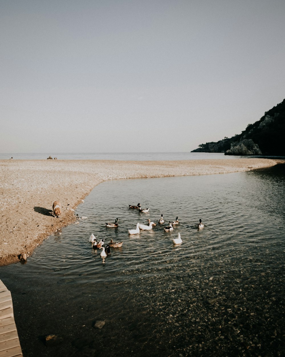 a flock of ducks floating on top of a lake