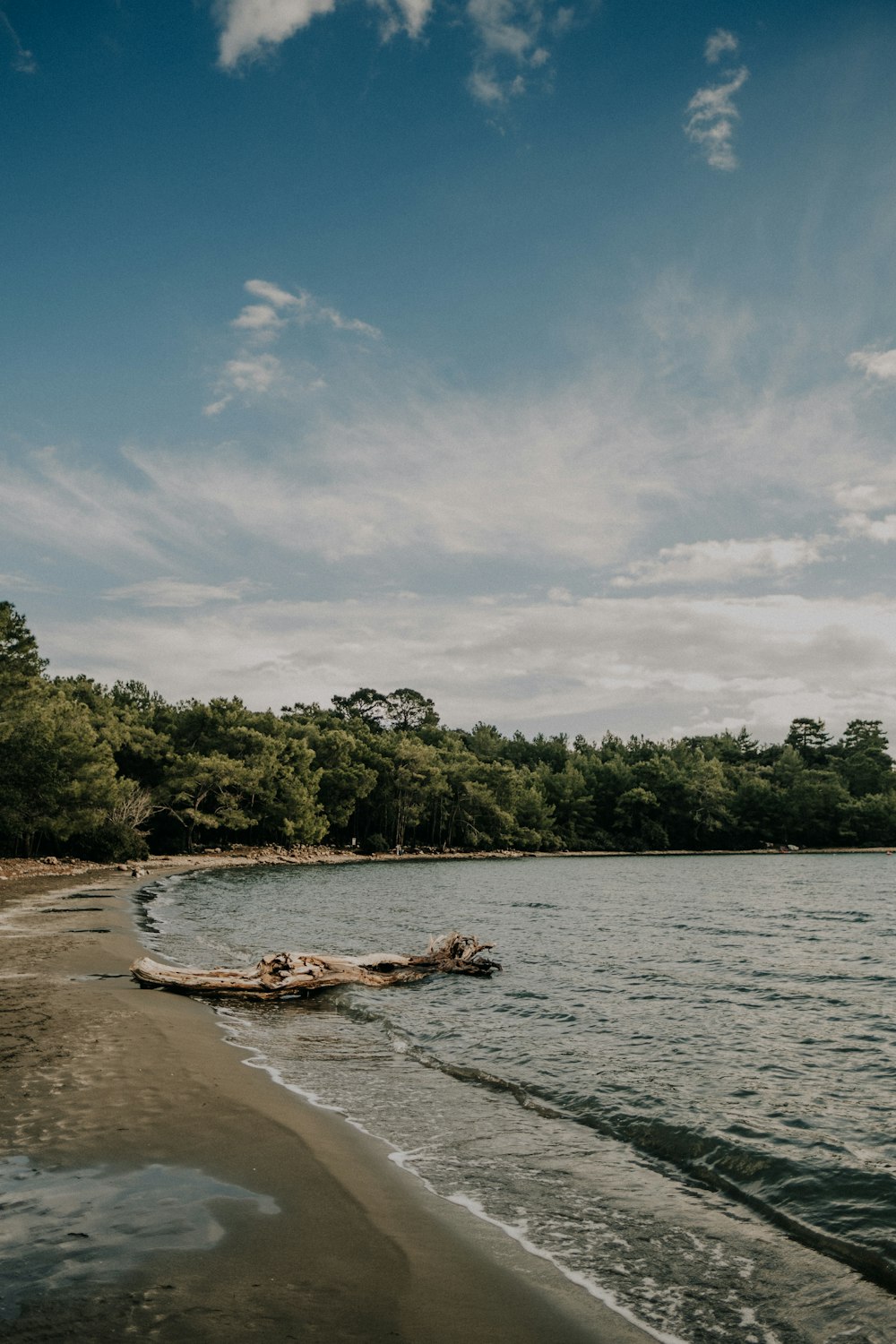 a beach with a log in the water