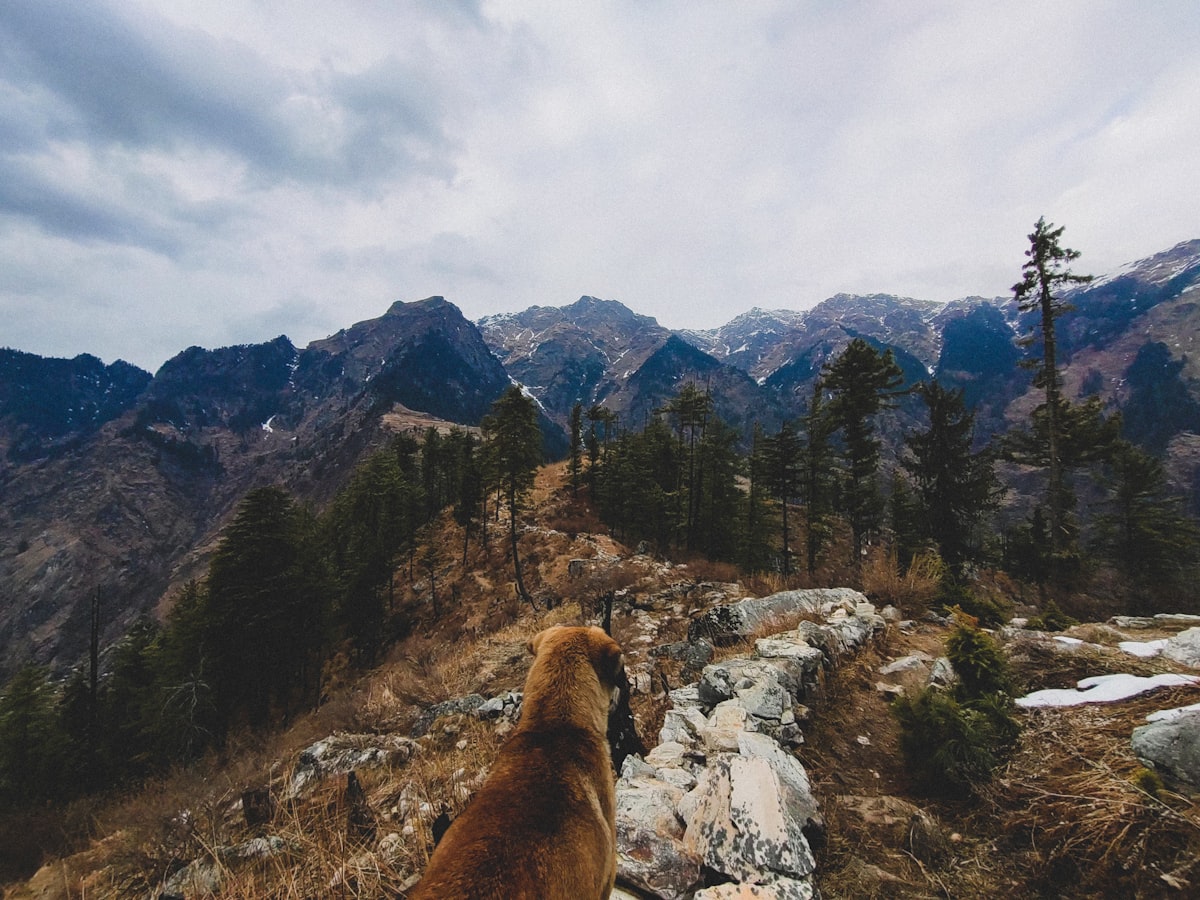 Dog standing on rocky alpine terrain with mountain views
