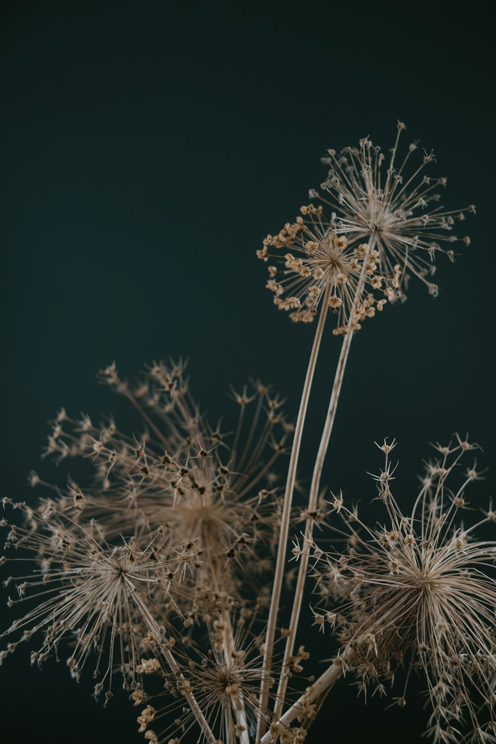 a close up of a plant with lots of flowers