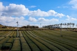 A vast tea plantation stretches out under a bright, partly cloudy sky. Rows of neatly trimmed tea plants create patterns across the landscape. Tall poles with fans or lights are distributed throughout the field. Trees line the horizon, and patches of greenery are visible in the background.