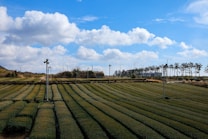 A vast tea plantation stretches out under a bright, partly cloudy sky. Rows of neatly trimmed tea plants create patterns across the landscape. Tall poles with fans or lights are distributed throughout the field. Trees line the horizon, and patches of greenery are visible in the background.