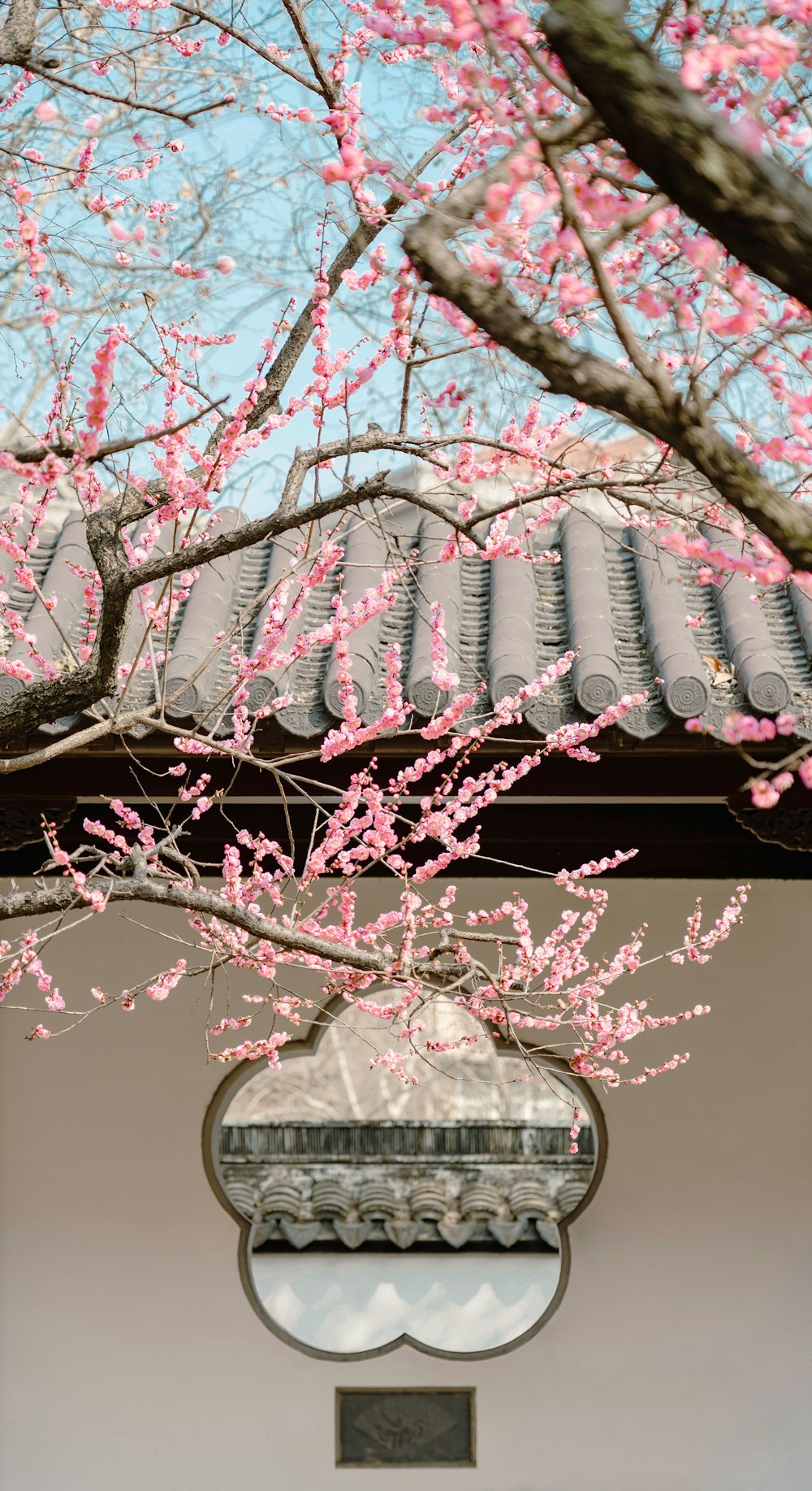 a tree with pink flowers in front of a building