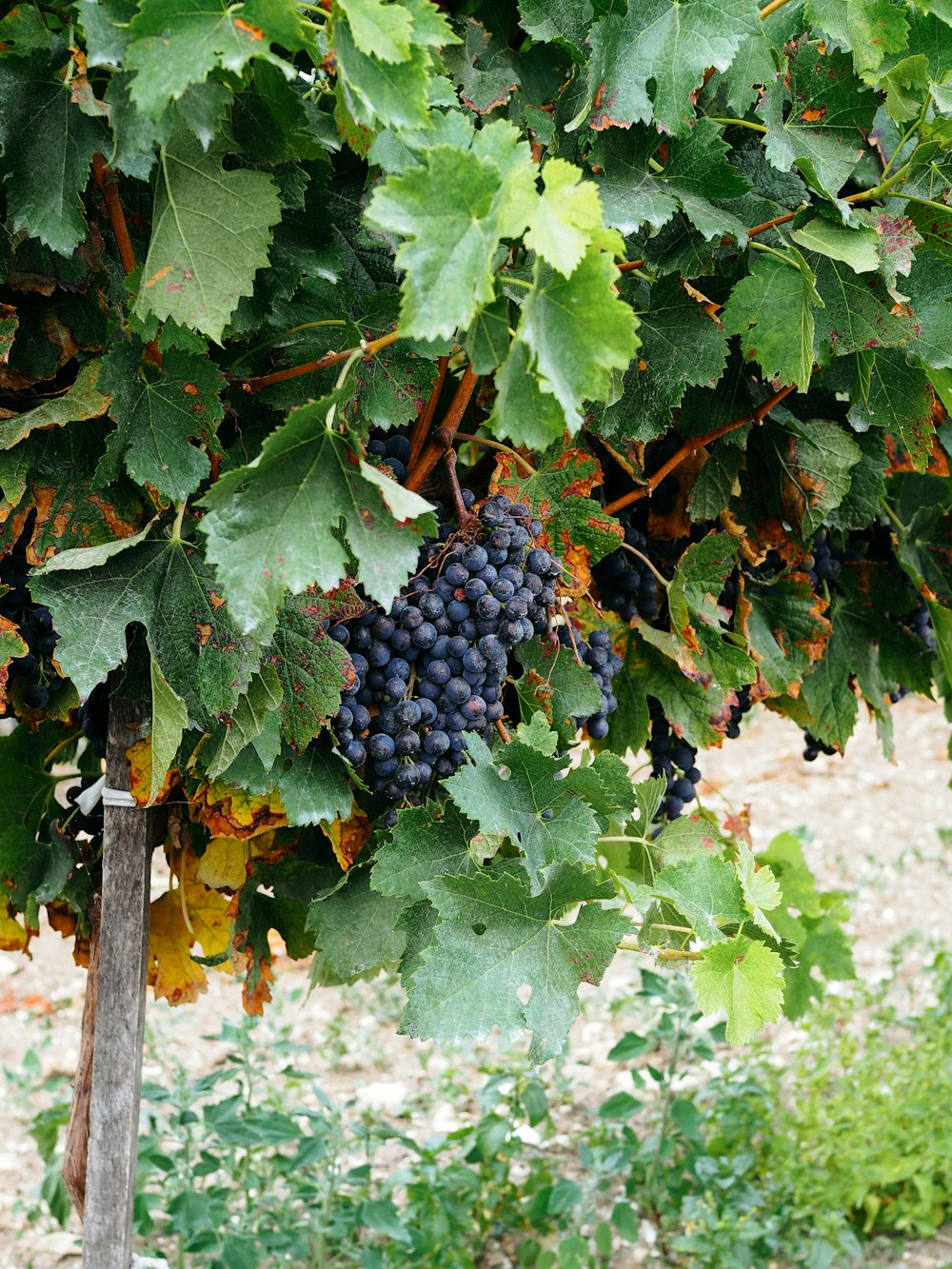 a bunch of grapes hanging from a vine