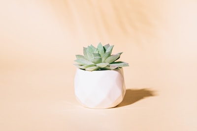 Minimalist 3D printed planter with a delicate succulent, shot with gentle shadows.