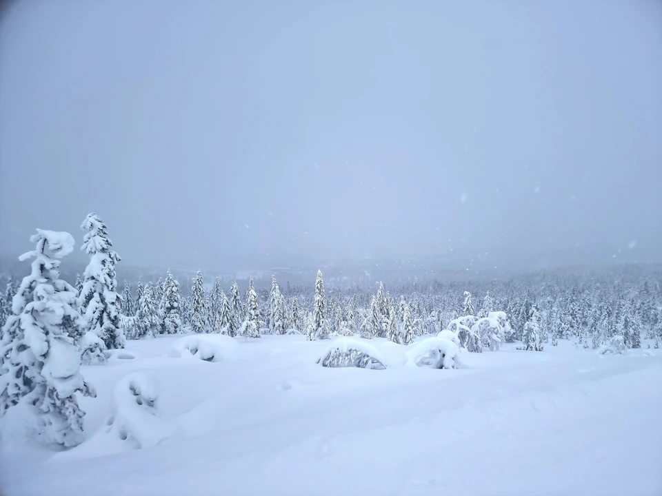 Serene winter landscape with snow-covered pine trees standing tall against snowy backdrop