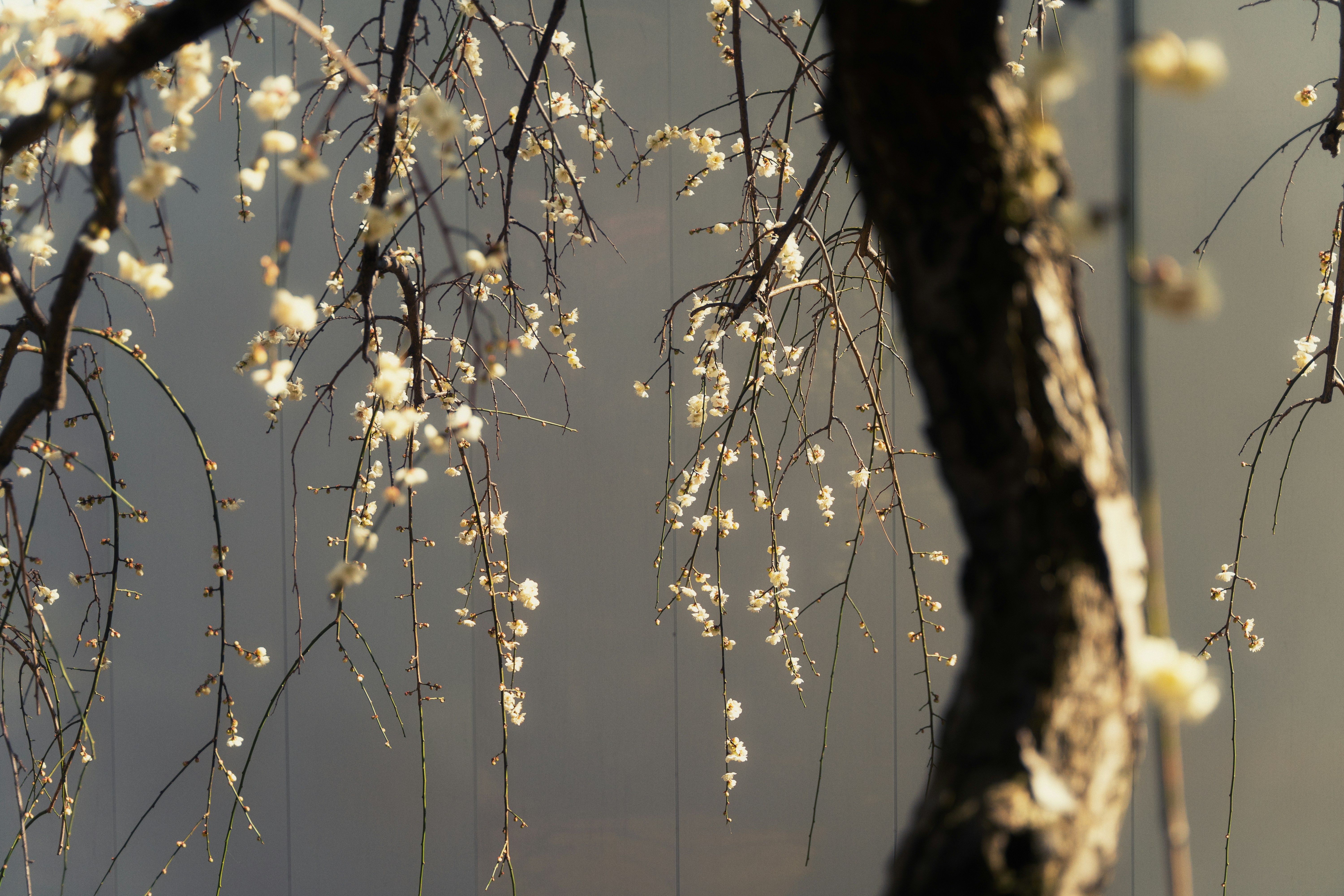 Photo by ayumikubo