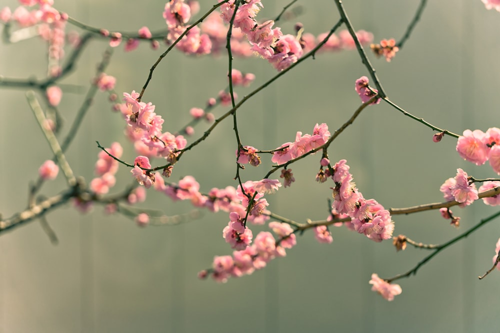 a branch of a tree with pink flowers