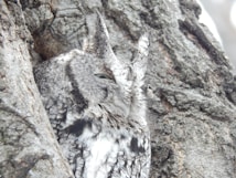 An owl is camouflaged against a tree bark, blending in with the rough and textured surface. Its feathers are patterned in shades of gray and brown, mimicking the tree's appearance.