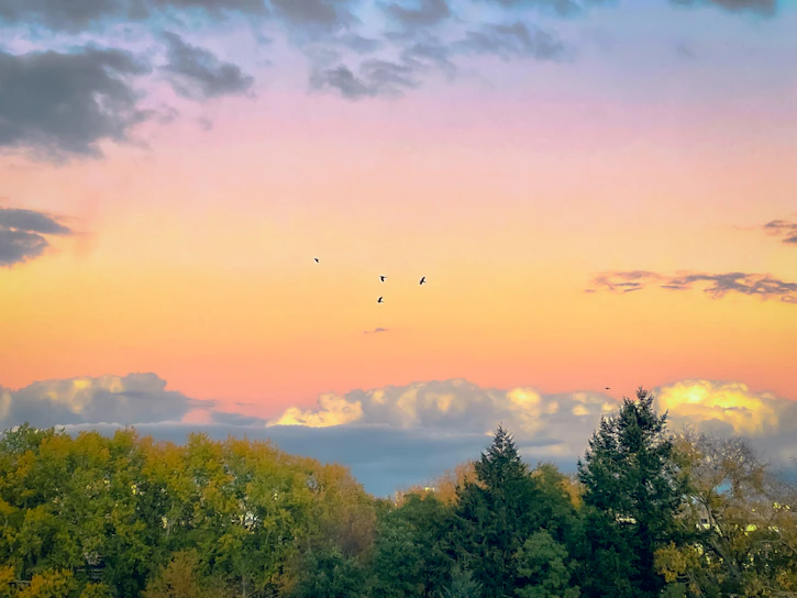 A serene sunset over dense green forests of Dang, with birds flying low.
