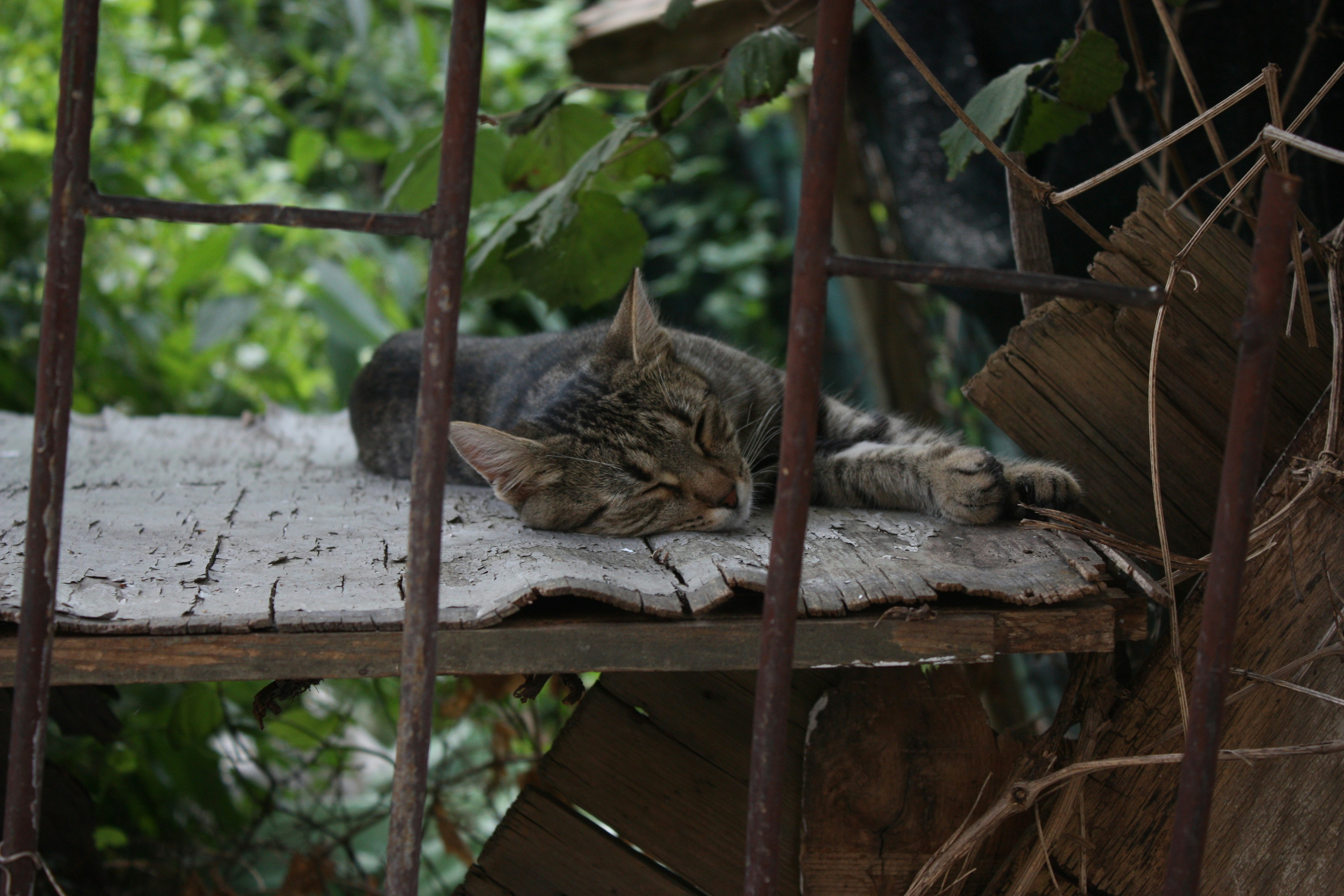 Bobcat: Adaptable Heat Handler (image credits: unsplash)