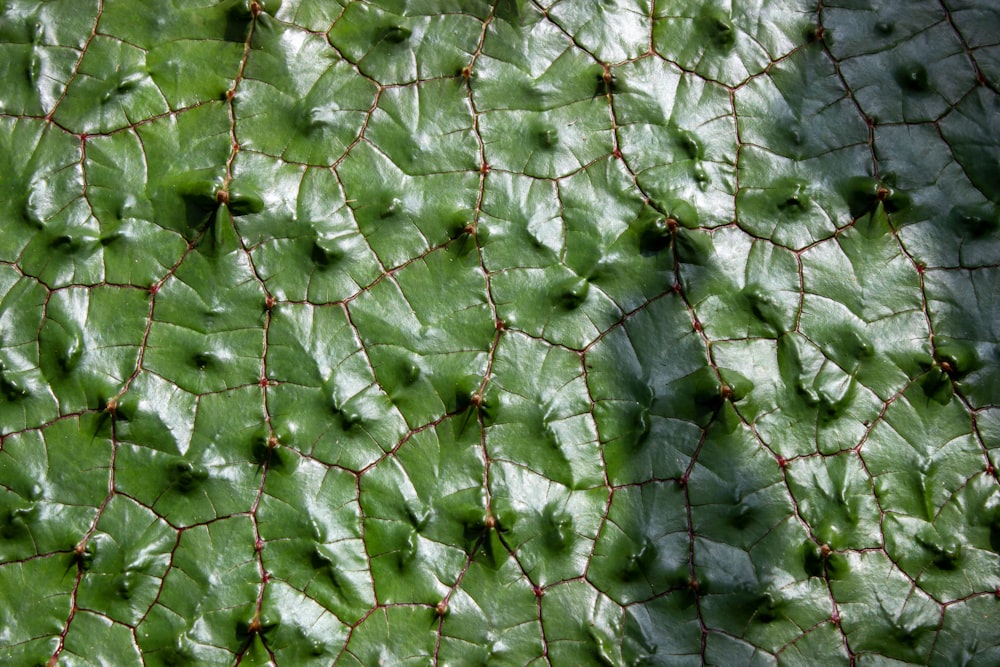 a close up view of a green leaf