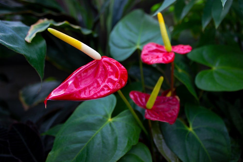 a close up of a red flower with green leaves