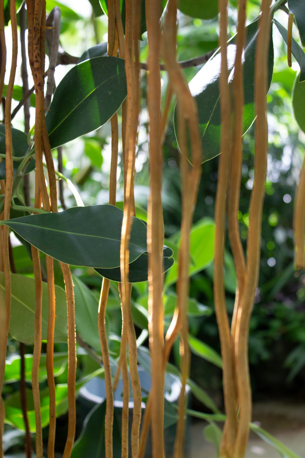 a close up of a plant with lots of leaves