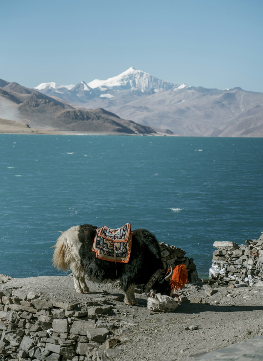 a dog with a saddle standing on a rocky shore