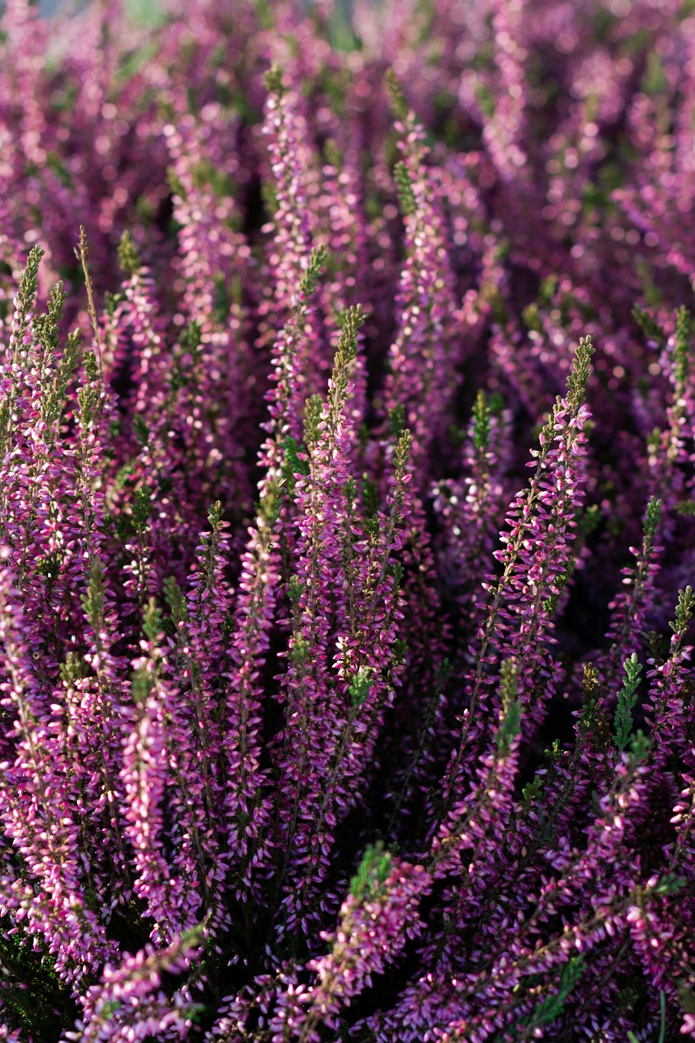 a bunch of purple flowers in a field