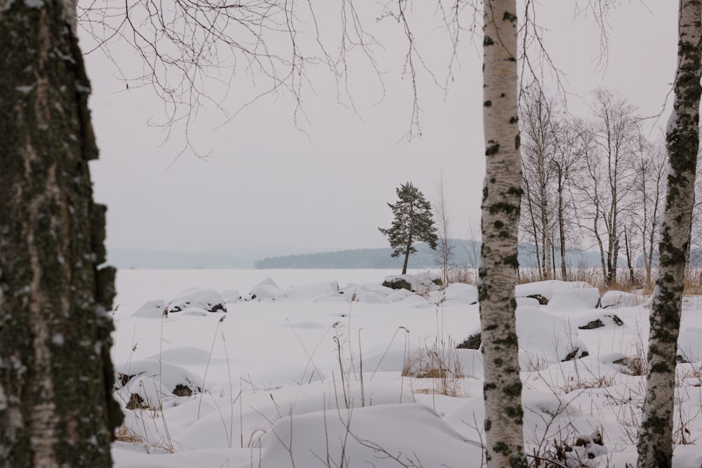 a group of trees that are standing in the snow