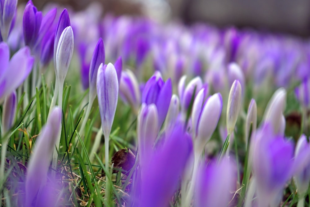 a field of purple flowers with green stems