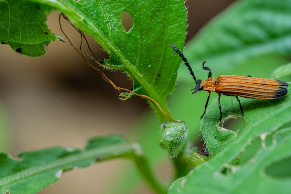 a close up of a bug on a leaf