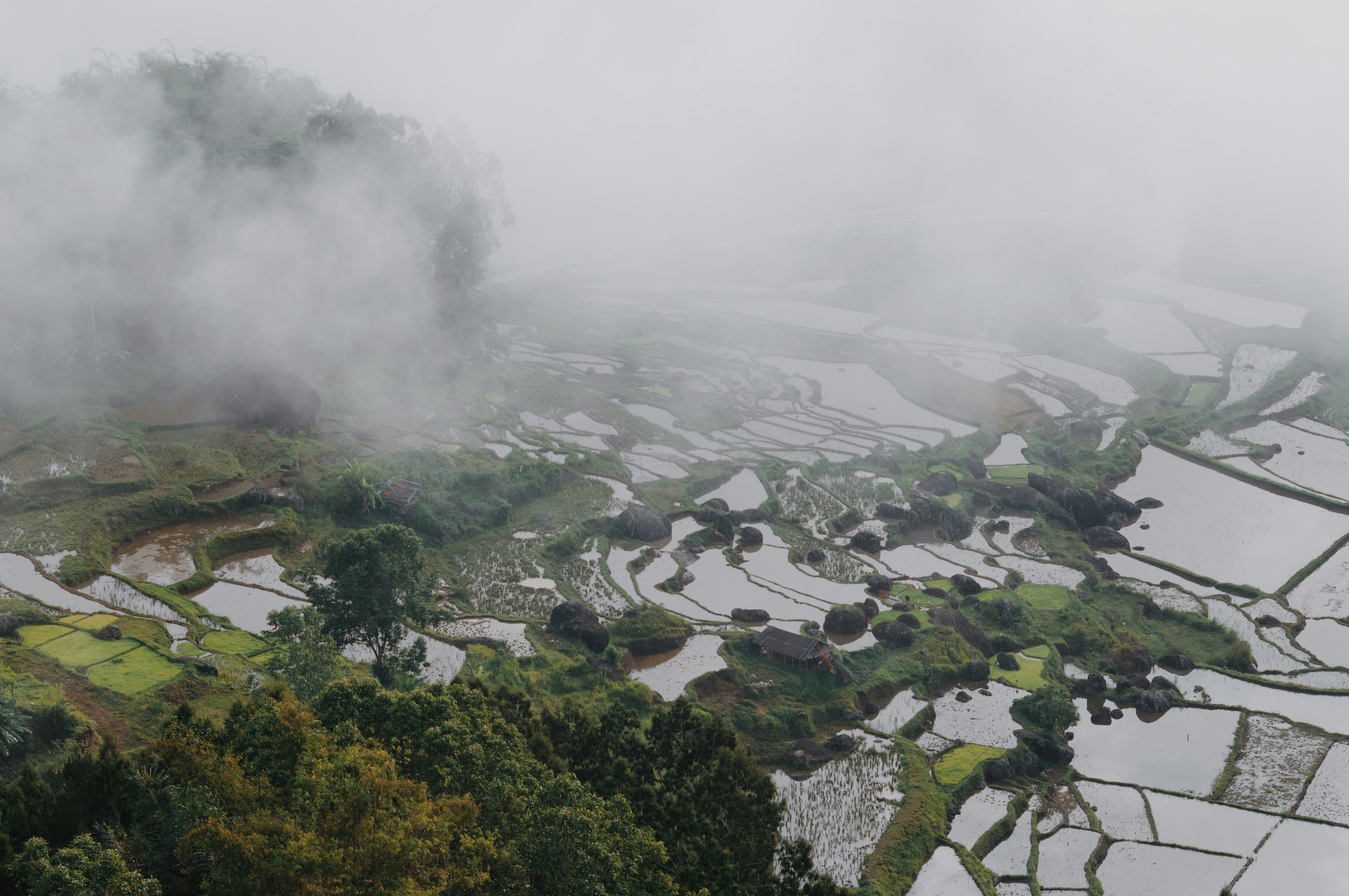 pemandangan udara sawah di pegunungan