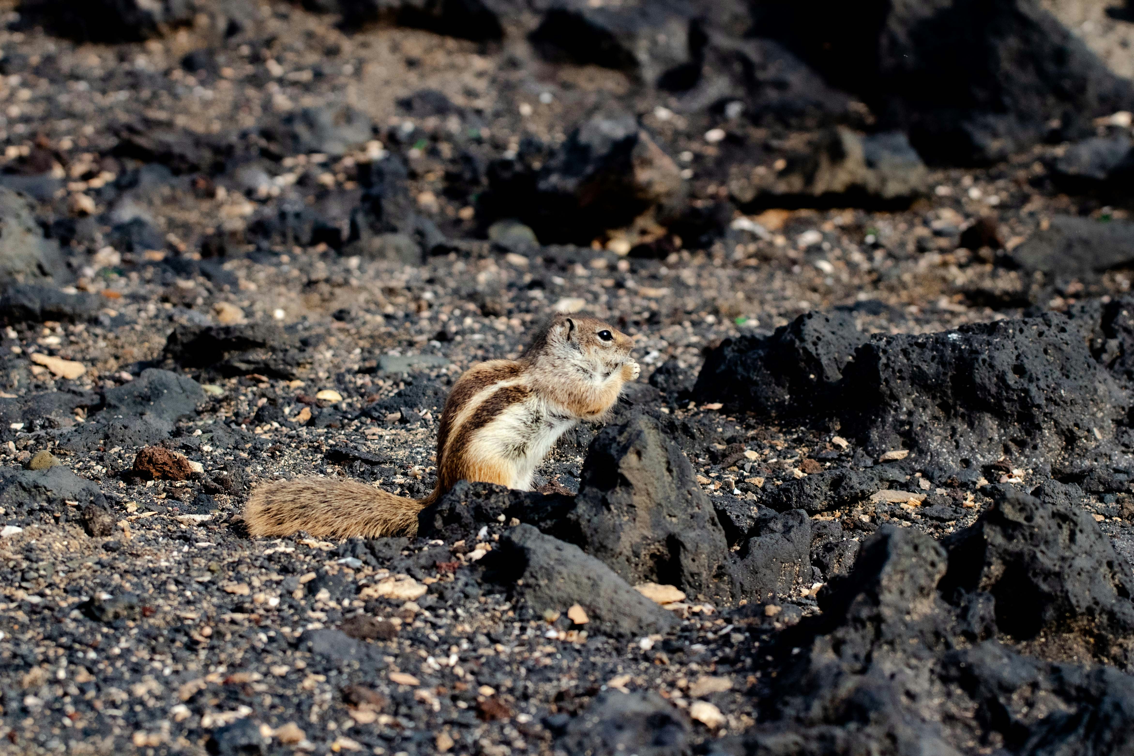 A small animal standing on top of a pile of rocks photo – Free Animal ...