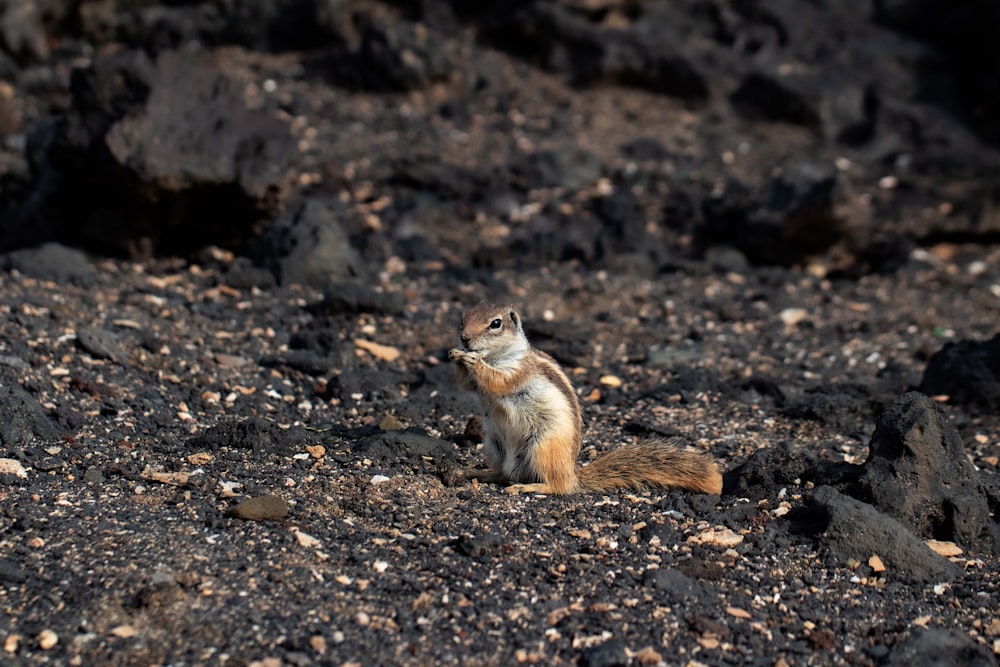 a small animal sitting on top of a rocky ground