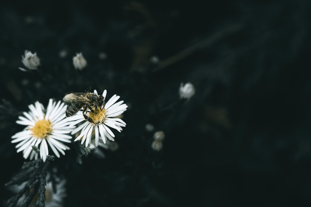 a bee sitting on top of a white flower