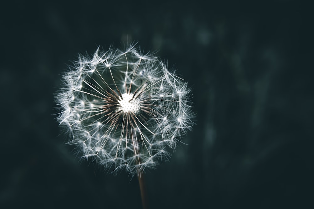 a dandelion is blowing in the wind