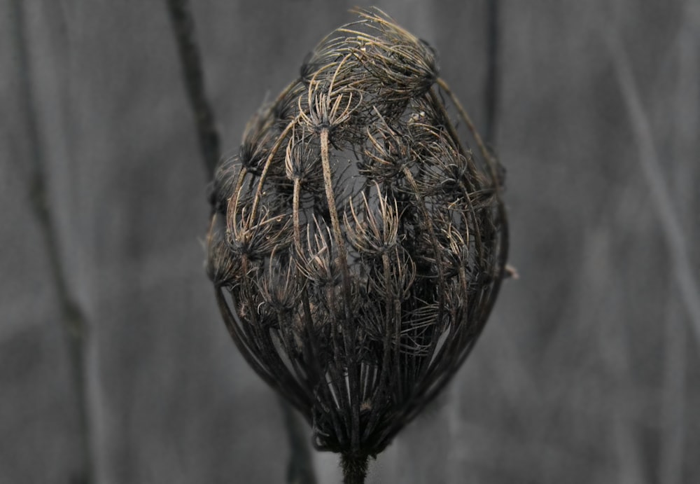 a close up of a dead flower on a stalk